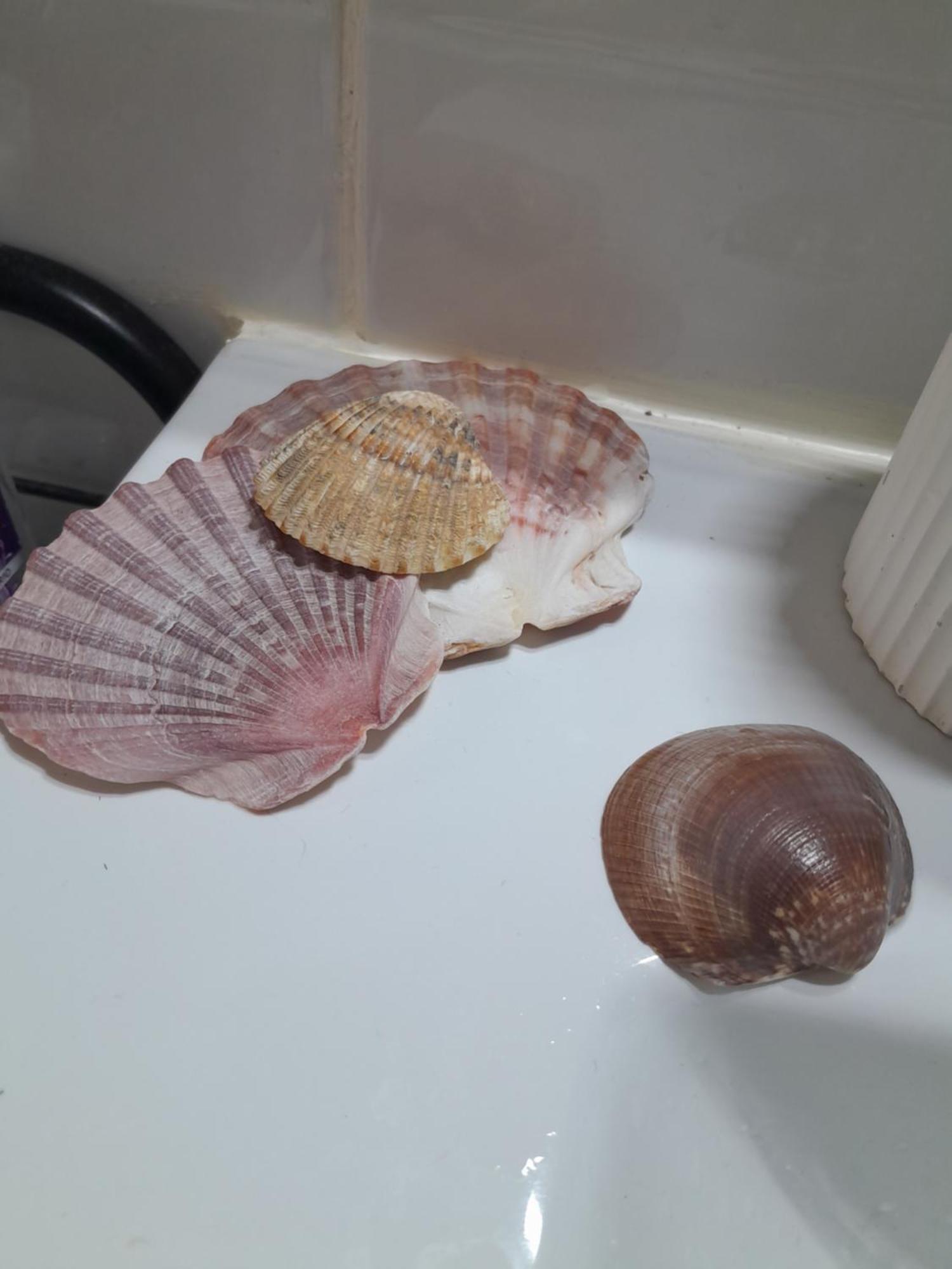 Gemuetliches Zimmer "Gold" Fuer 2 Personen Und Katzenliebhaber Valencia Buitenkant foto